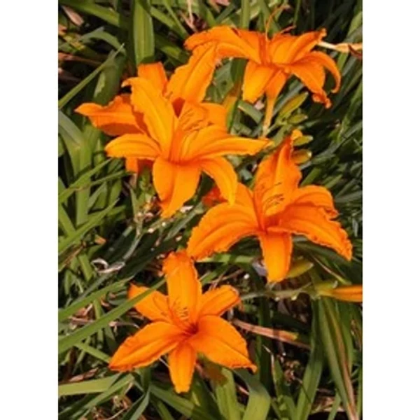 Hemerocallis Burning Daylight - Sásliliom K2