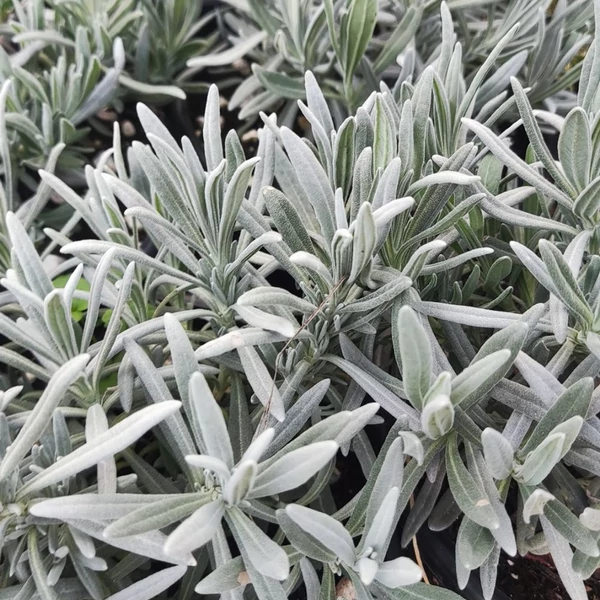 Lavandula angustifolia Mill., Közönséges levendula CS14