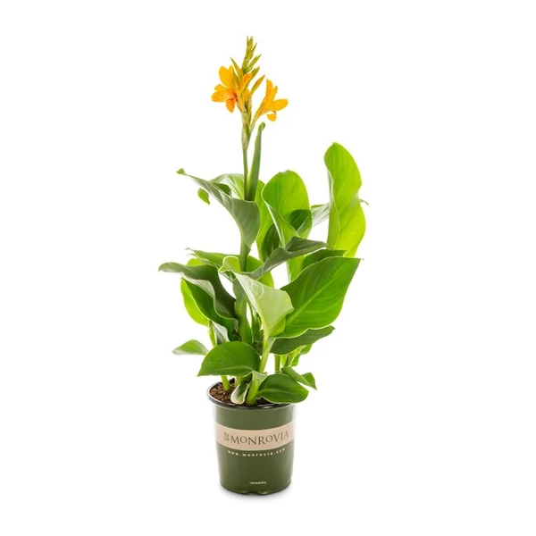 Canna Tenerife P14 45CM 