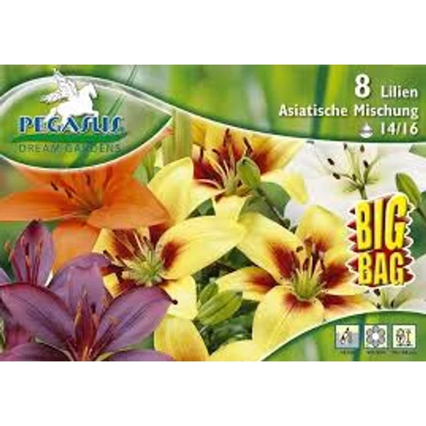 Pegasus Liliom Asiatic Lily Mix 6db