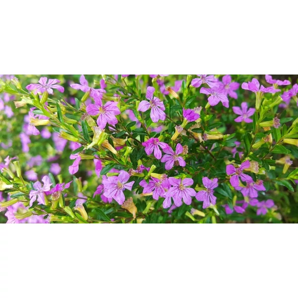 Cuphea hyssopifolia Japánmirtusz Cs9