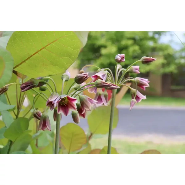 Allium Siculum ssp. Bulgaricum Bolgár Díszhagyma D14