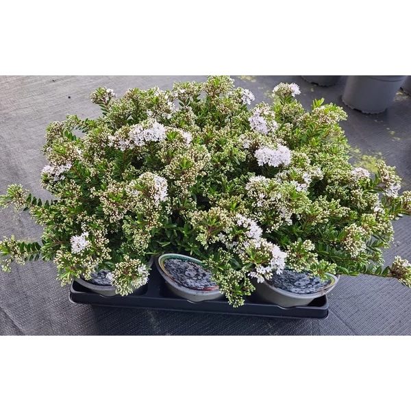 Hebe CelinaVeronikacserje P15 1,5L