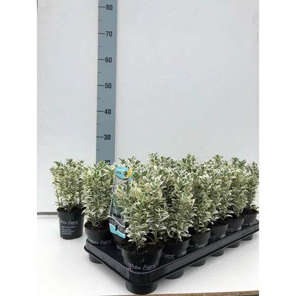 Euonymus japonicus 'White Spire' - Oszlopos kecskerágó P9 