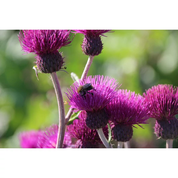 Cirsium rivulare Blue Wonder– csermelyaszat CS15