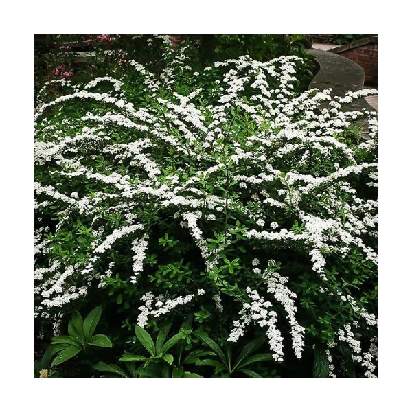 Spiraea nipponica Snowmound – nipponi gyöngyvessző K2L 40/60