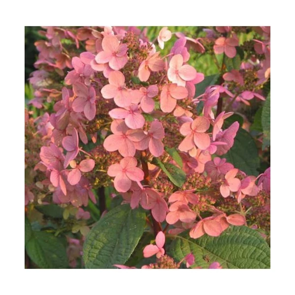 Hydrangea paniculata Early Sensation Rózsaszín kúpvirágú bugás hortenzia K5L 60/80