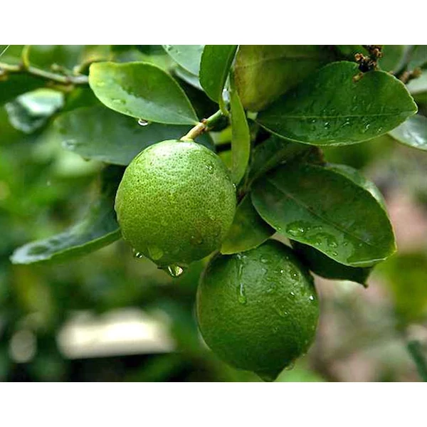 Citrus × latifolia ‘Tahiti’ – Tahiti lime alacsony törzsön 60-70 cm