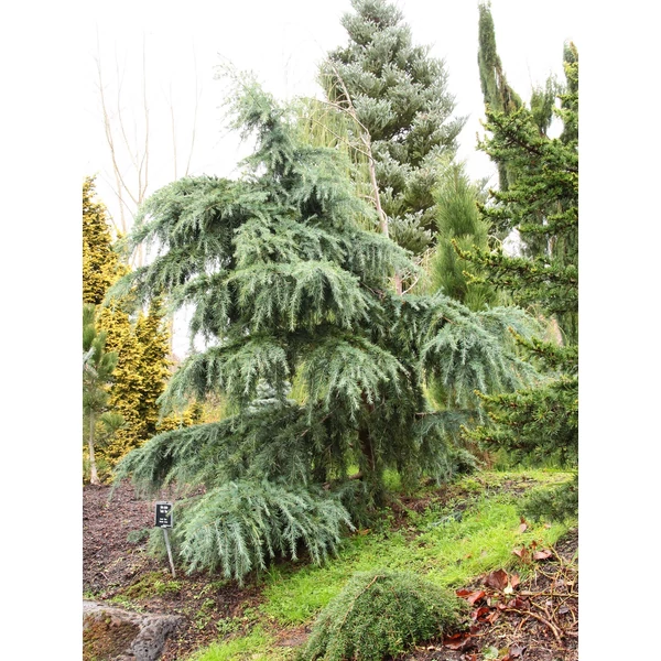 Cedrus deodara 'Feelin' Blue' - Csüngő kék himalájai cédrus K18 120+