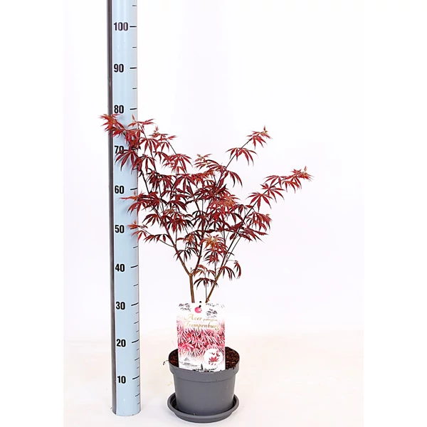 Acer palmatum ‘Trompenburg’ – Japán juhar bordó P19 60+
