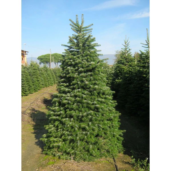 Abies nordmanniana - Kaukázusi jegenyefenyő K40 100/125 