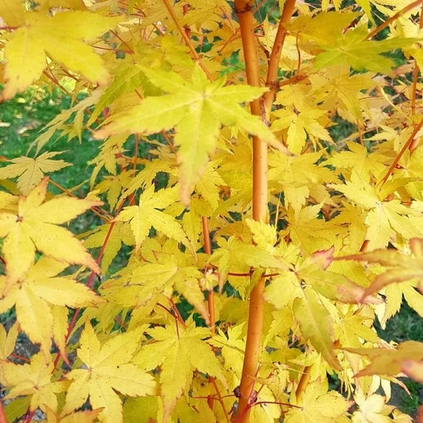 Acer palmatum BI HOO - Japán juhar 175/200 C35