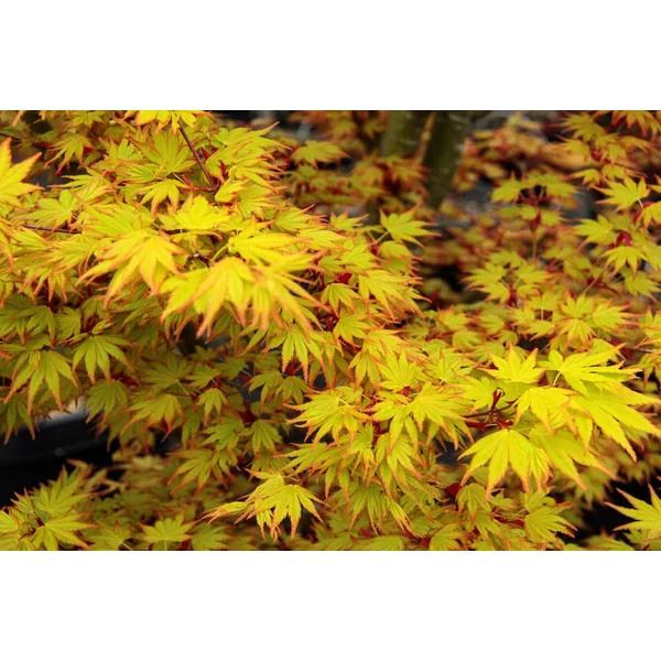 Acer palmatum - Japánjuhar K5 125-150