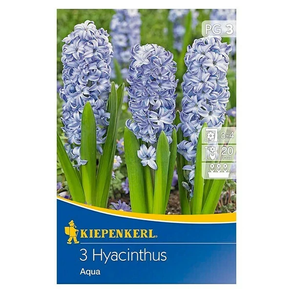 Kiepenkerl Hyacinthus Aqua jácint virághagymák 3db