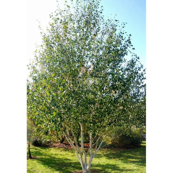 Betula utilis Doorenbos Multistem – Himalájai nyírfa, fehér kérgű díszfa többtörzses K60 120/160