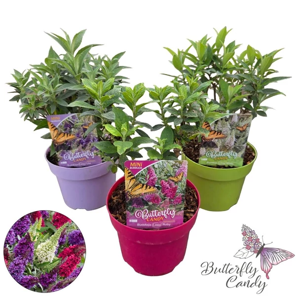 Buddleia davidii 'Butterfly Candy Little Varietes - Törpe nyáriorgona színmix készlet szerint 1db P19 
