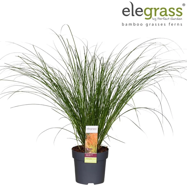 Carex testacea Prairie Fire sás CS14 40+