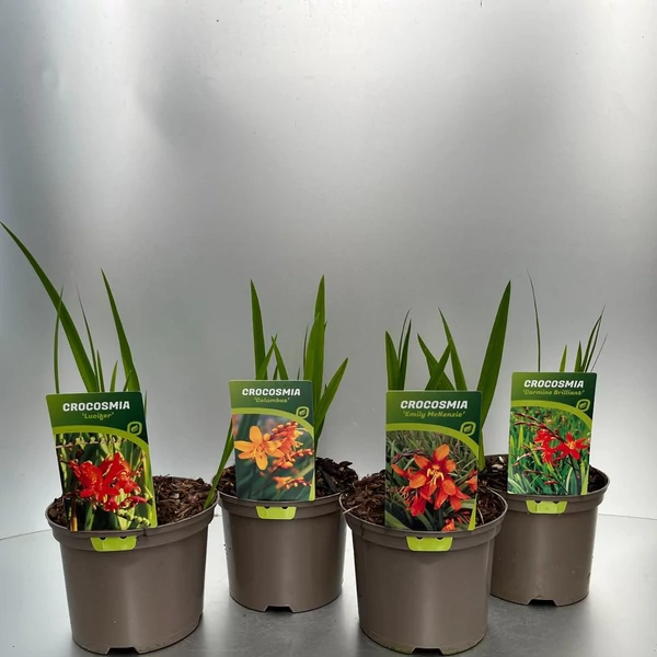 Crocosmia IN VARIETIES - Kerti sáfrányfű színmixből készlet szerint 1db P17