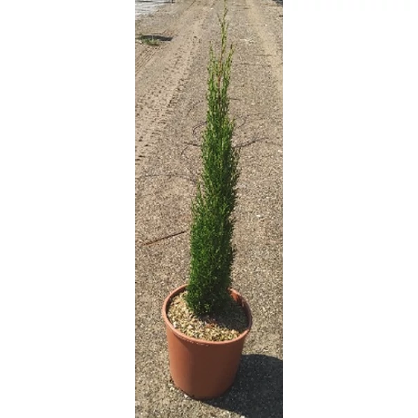 Cupressus sempervirens 'Pyramidalis' - Olasz európai ciprus Clt 9