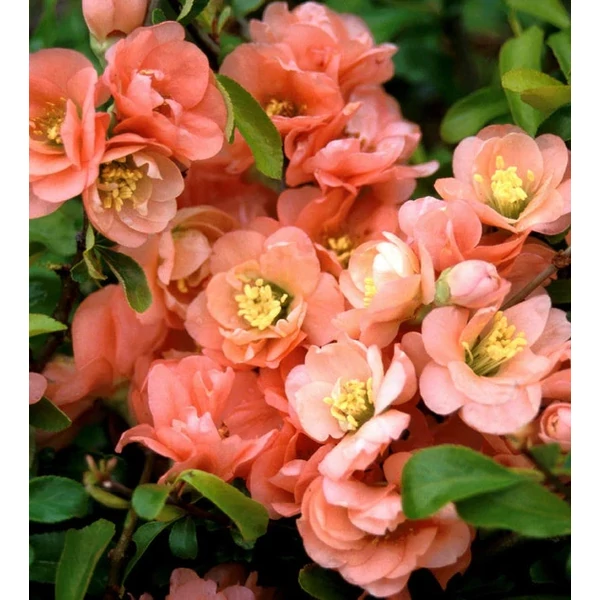 Chaenomeles ×superba ‘Cameo’ – Japánbirs, barackrózsaszín virágú K4,5 20/40