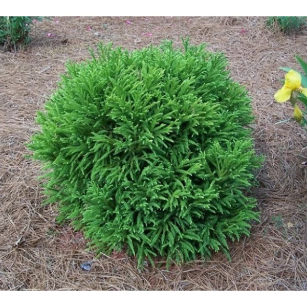 Cryptomeria japonica Globosa Nana - Szugifenyő, japánciprus C3 20/40
