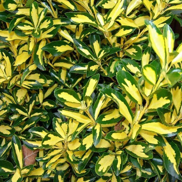 Euonymus japonicus 'Aurea' - Japán kecskerágó bokor CLT 20 H 100+