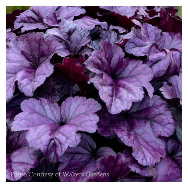 Heuchera Wildberry - Tűzeső Cs14