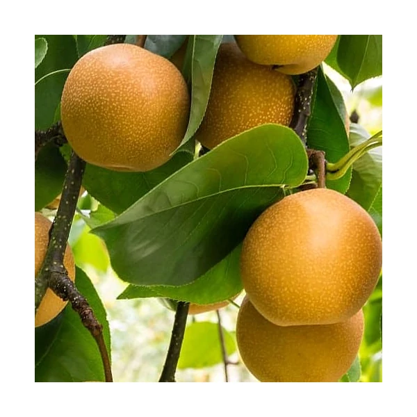 Pyrus pyrifolia Hosui - Nashi Japán körte K5