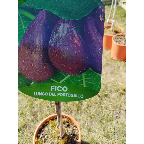 Ficus carica lungo del portogallo  - Füge törzses K5