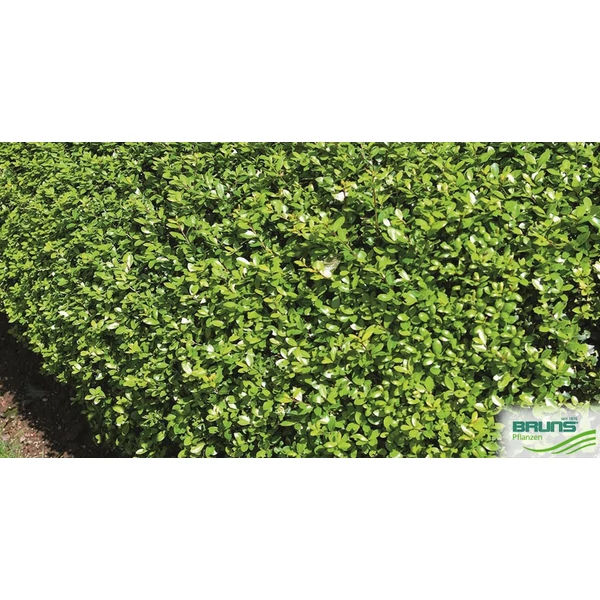 Ilex crenata 'Jenny' - Csipkéslevelű magyal K17l 38cm