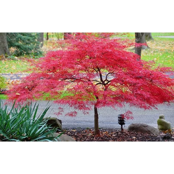 Acer palmatum 'Inaba-Shidare' - Japán juhar K30/50 150  EXTRA