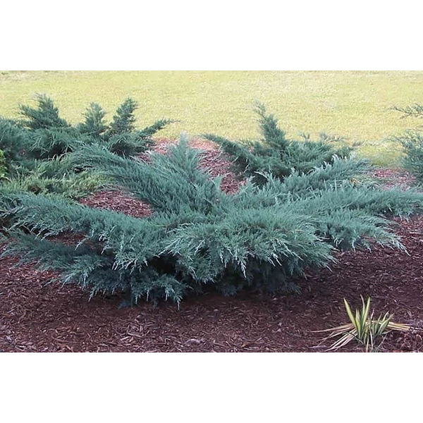 Juniperus virginiana Grey Ow - Virginiai terülő boróka 80+ EXTRA K20/30