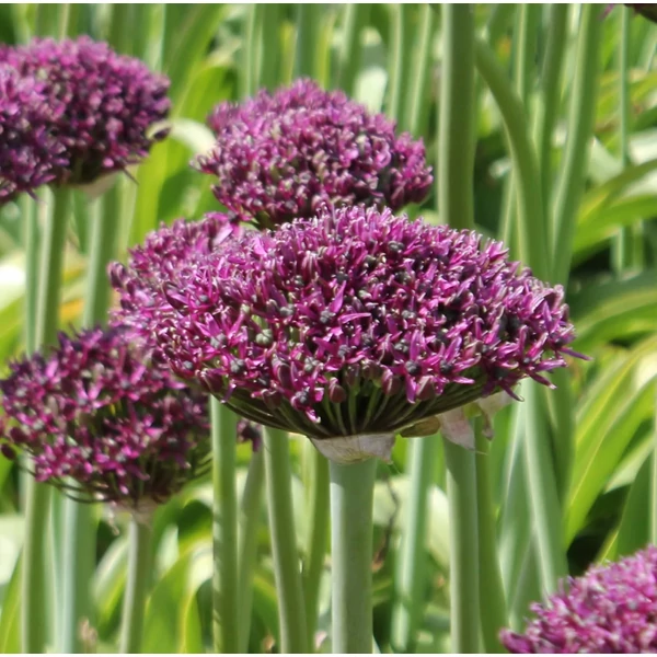 Allium Magic Díszhagyma D14