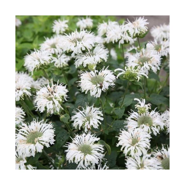 Monarda didyma 'Bee Bright' - Méhbalzsam Cs14