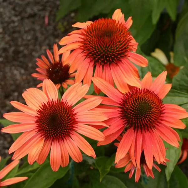 Echinacea purpurea Prairie Blaze Orange - Kasvirág Cs14