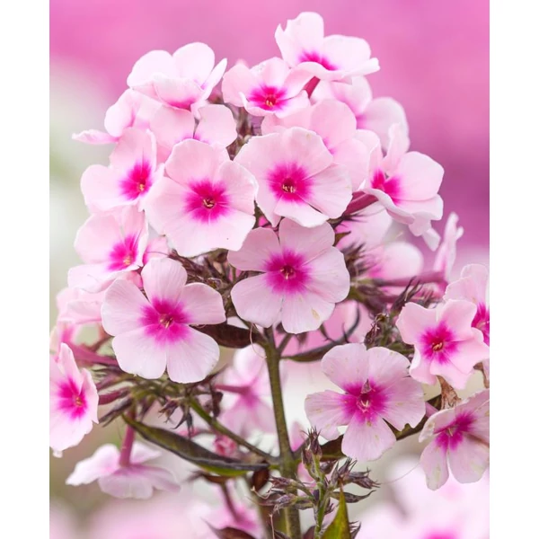 Phlox paniculata 'Bee Best Lilac Eyes'  - Bugás lángvirág D14