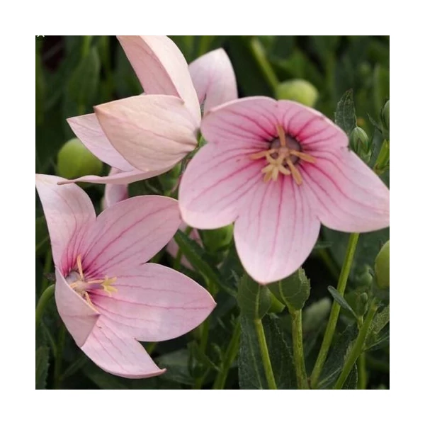 Platycodon grandiflorus 'Astra Rose'  - Léggömbvirág pink CS9