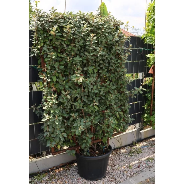 Elaeagnus x ebbingei 'Vivileg' - Tarkalevelű ezüstfa növényfal CLT 45 160x110