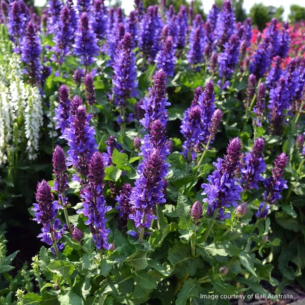 Salvia nemorosa 'Marvel Dark Blue' -  Ligeti zsálya mélykék virágú CS14