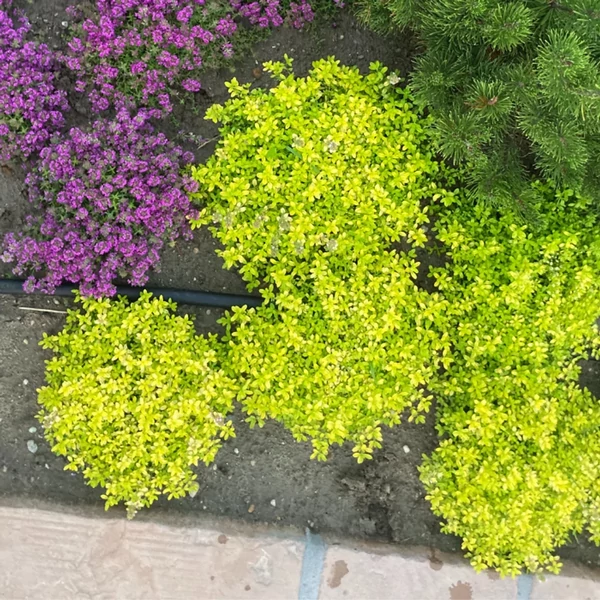 Thymus x citriodorus Archer Kakukkfű CS9 	