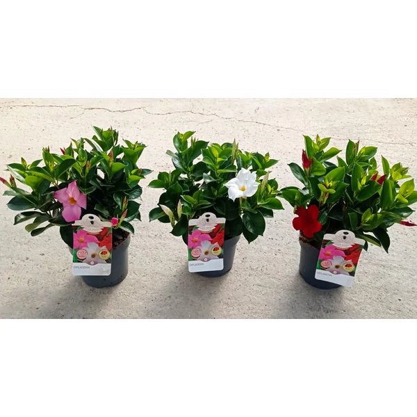 DIPLADENIA SUNDEVILLE CLASSIC 'TROPICAL COAST' - Tölcsérjázmin szelekció K14