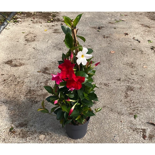 DIPLADENIA MANDEVILLE 'Fushion' TRICOLOR Pyramid  - Tölcsérjázmin kúp 70 cm