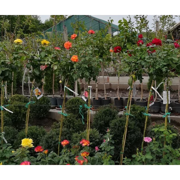 Rosa TM -Extra  Magastörzsű rózsa K10 TM125/150