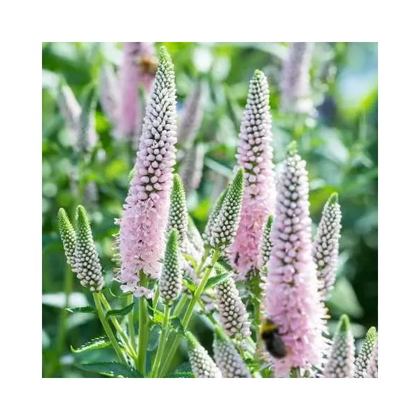 Veronica spicata ‘First Choice’ – Macskafarkú veronika CS9