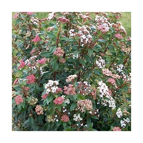 Viburnum tinus ‘Gwenlian’ – téli bangita K23 35cm