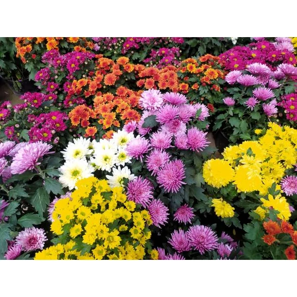 Chrysanthemum indicum Cs26