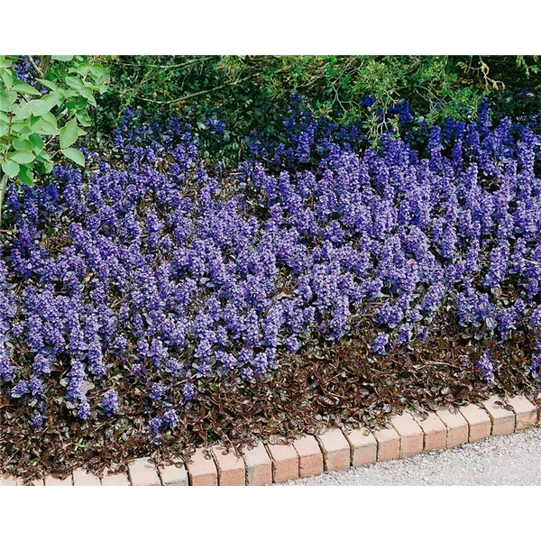 Ajuga reptans 'Elmblut'-Indás Infű Cs9