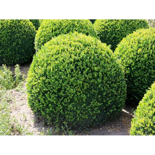 Buxus sempervirens - Örökzöld puszpáng gömb K40 80/100