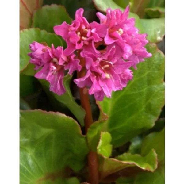 Bergenia 'Abendglut' - Sötét rózsaszín bőrlevél CS14