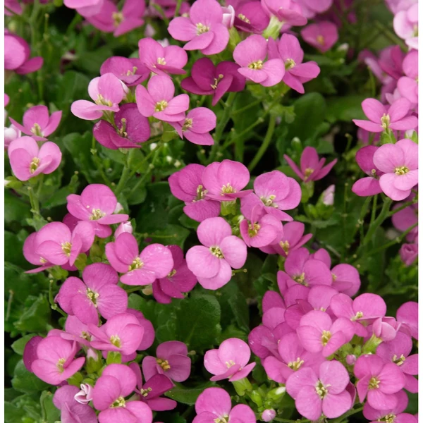 Arabis caucasica Little Tr. Deep Rose - Kaukázusi ikravirág pink CS14
